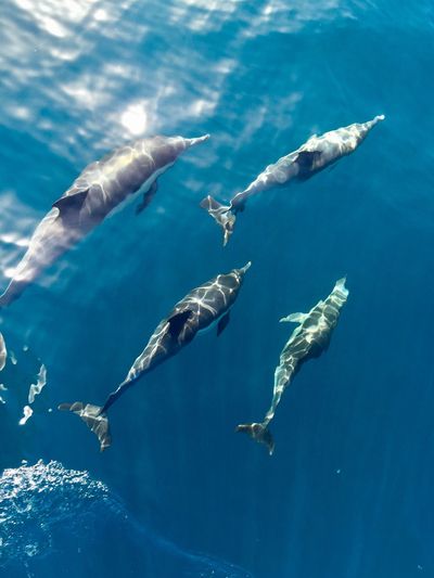 Flock of dolphins swimming in sea