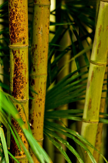 Close-up of bamboo plants