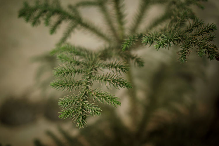 Coniferous tree branches top view, soft focus. natural winter background