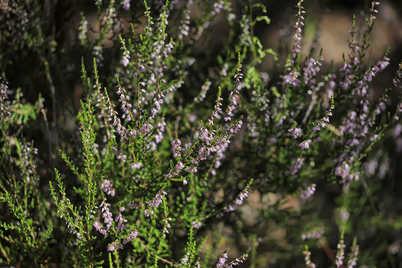 Close-up of purple flowering plants