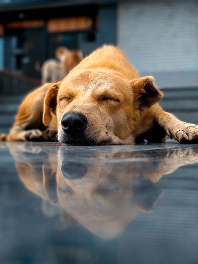 View of a dog resting