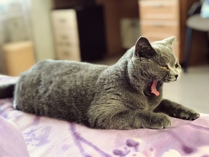 Close-up of cat yawning while lying on bed at home