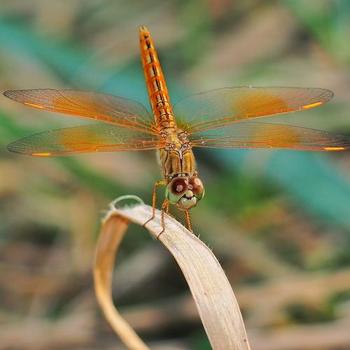 Close-up of dragonfly on dry grass blade 
