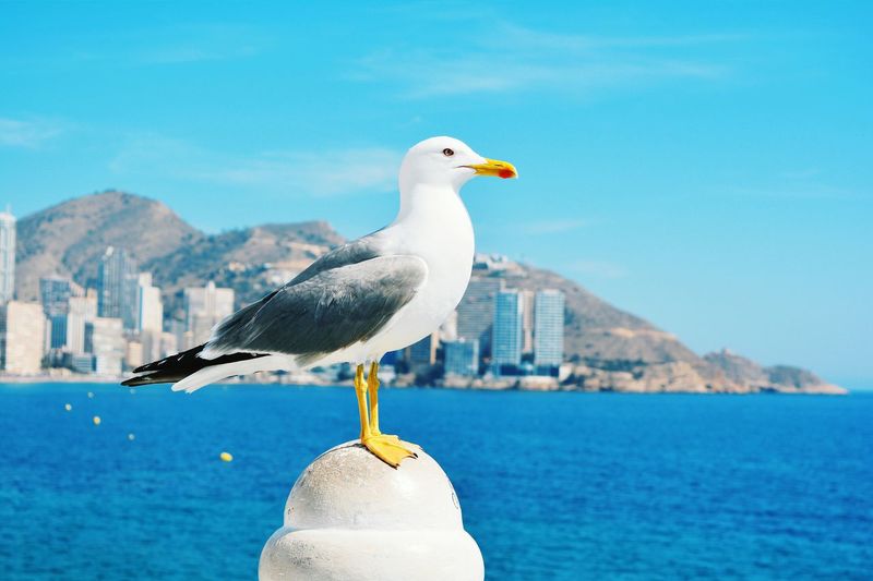 Seagull perching on bollard by sea against sky