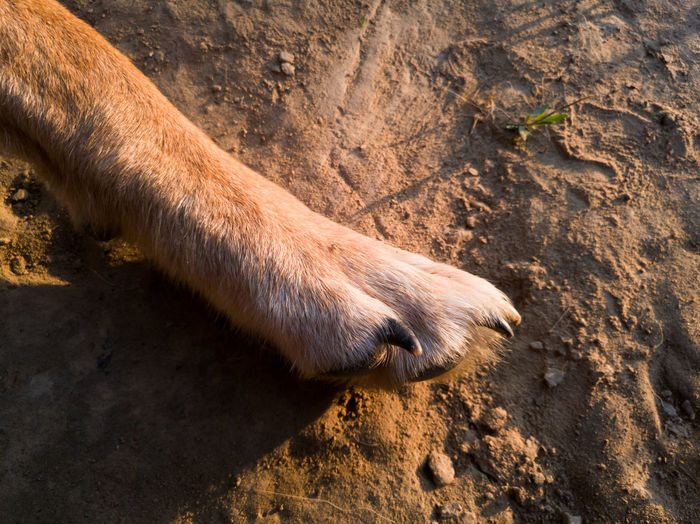 Animal body part, close up of furry dog paw with nails, canine front leg on ground