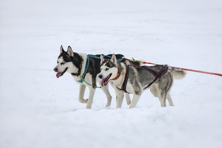 The two husky dogs in snow on competition