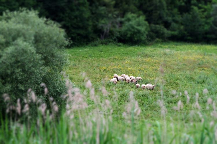 Flock grazing in the middle of a large meadow, trees and greenery frame out of focus