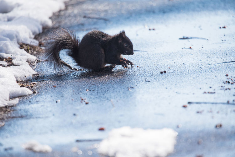 View of squirrel on street