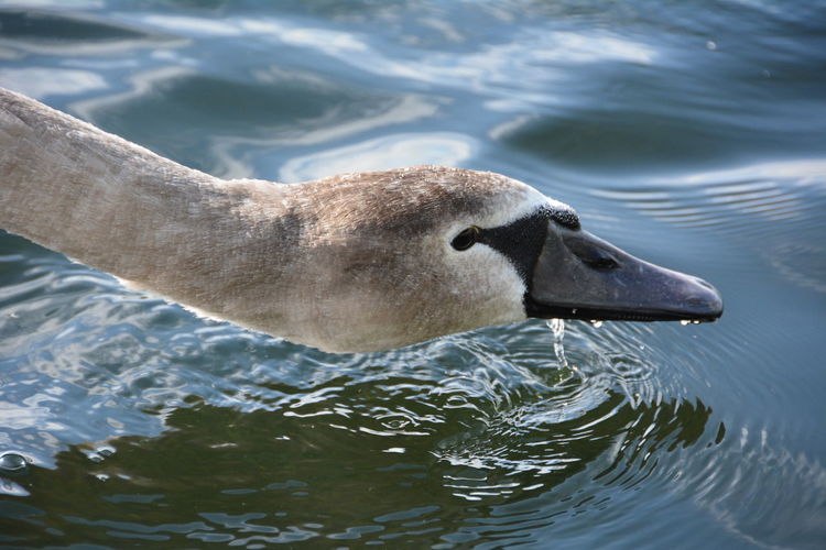 Close-up of mute swan at lake