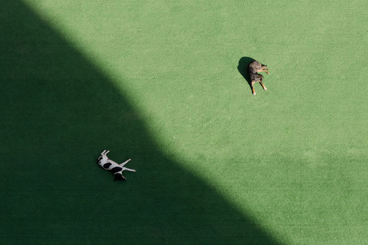 HIGH ANGLE VIEW OF WOMEN STANDING ON GREEN FLOOR