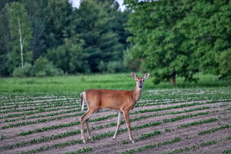 Portrait of deer standing on field