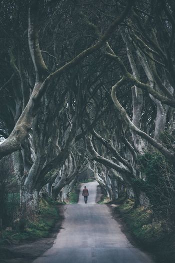 Distant view of man walking on road amidst trees in forest