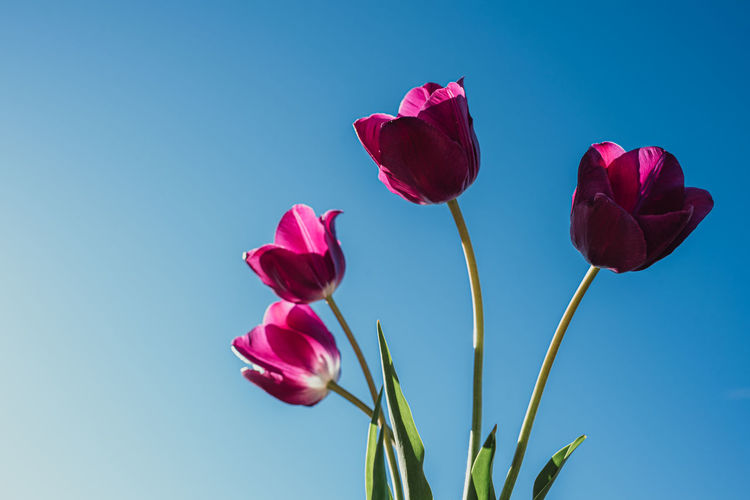 Low angle shot of bright pink tulip flowers against a blue sky.
