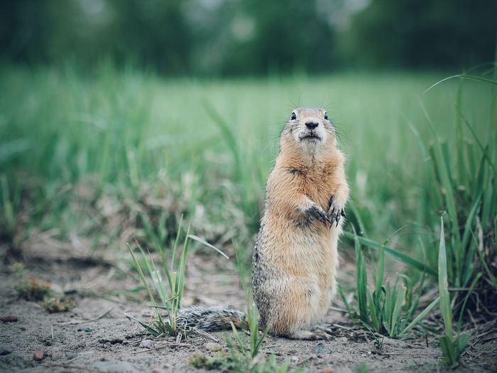 Portrait of prairie dog standing on field