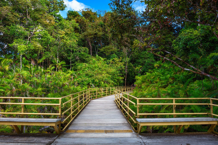 Footbridge amidst trees in forest
