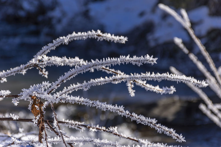 Close-up of frozen plant