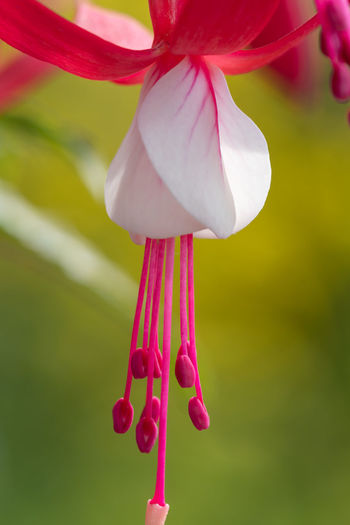 Close up of pink and white fuchsias in bloom