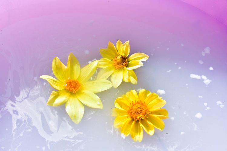 Close-up of yellow daisy flowers against white background