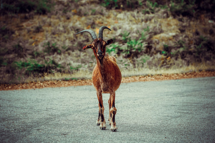 Portrait of goat on land