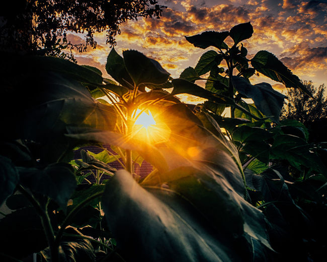 Close-up of flower tree against sunset