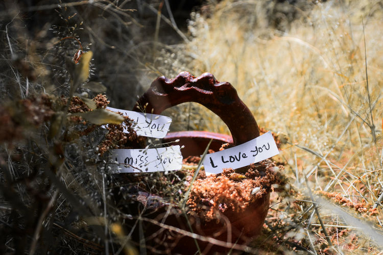 Close-up of text on plant at field. i love you, i miss you, and i need you words 