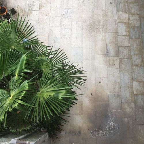 High angle view of palm tree by wall