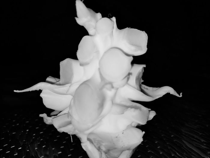 Close-up of white rose against black background