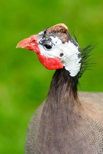 Close-up of guinea fowl on field