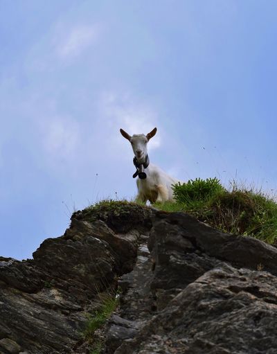 Low angle view of goat standing on rock