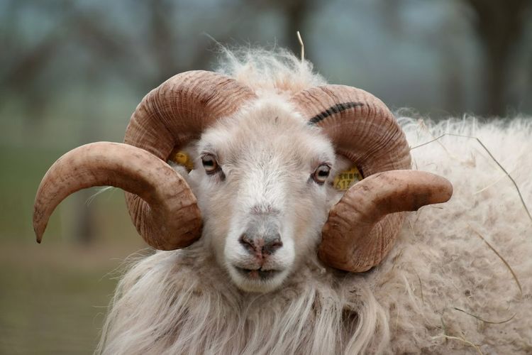 Portrait of sheep with curled horns