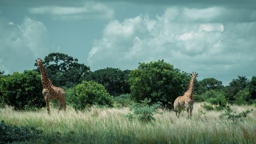 A mother giraffe and her calf decorate this south african landscape