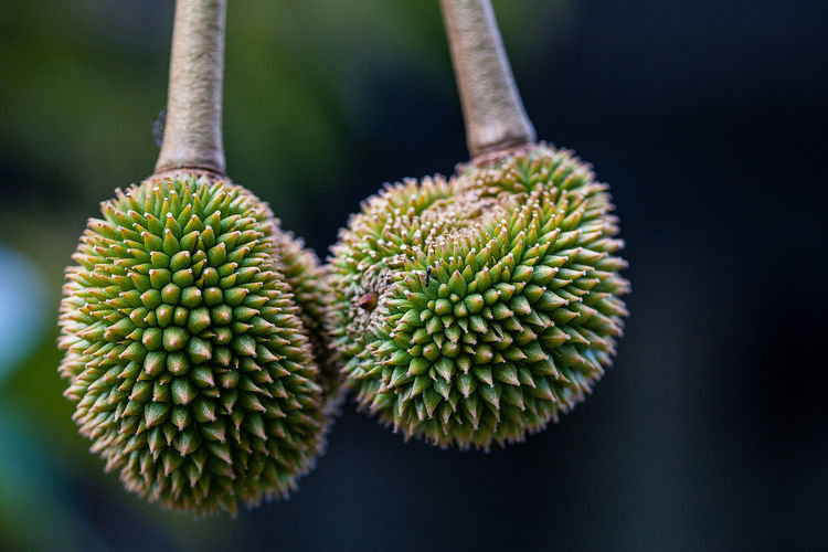 Close-up of durian fruits