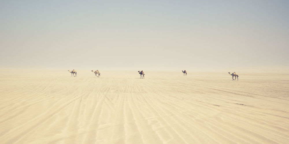 Camels walking on desert against clear sky