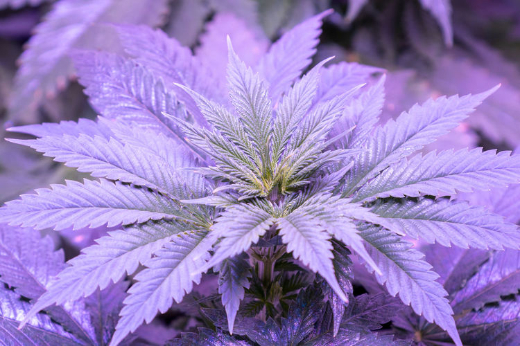 Full frame shot of purple leaves