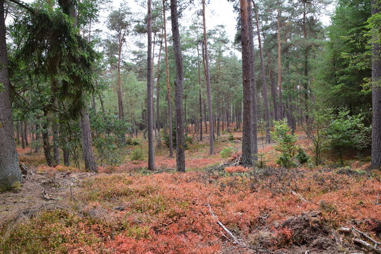 Trees in forest