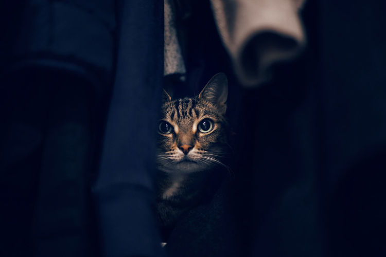 Close-up portrait of tabby cat hiding in closet among clothes. scared domestic animal cat pet
