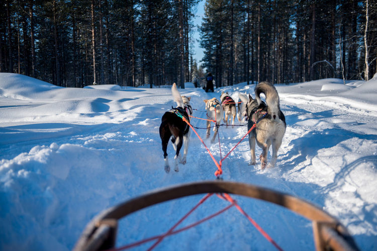 Personal perspective of sled dogs