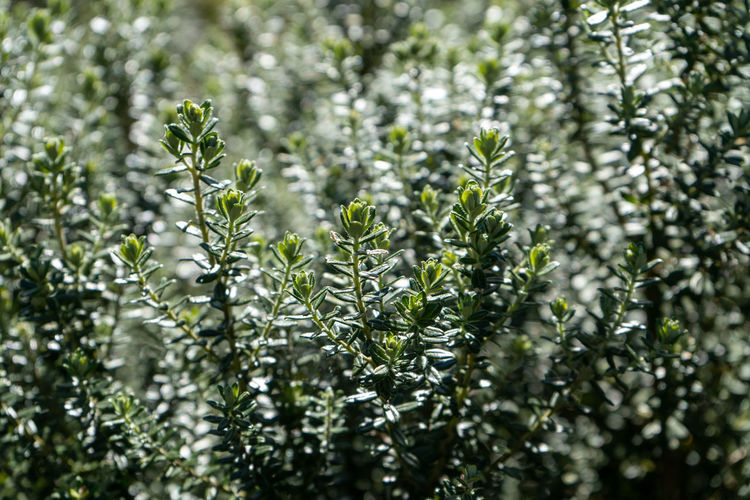Close-up of fresh green leaves