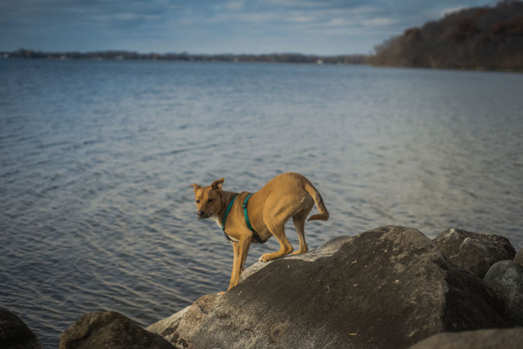 Dog standing on rock by lake