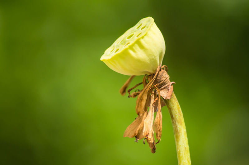 Close-up of wilted flower on plant