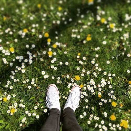 Low section of person standing on daisy flower