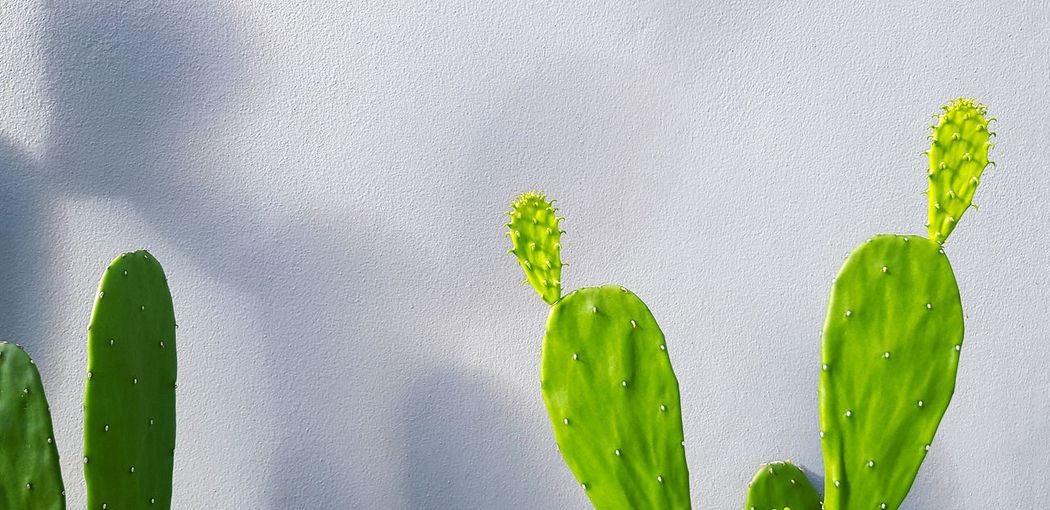 Close-up of succulent plant against wall