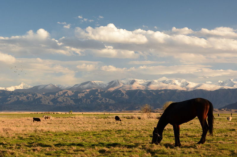 Grazing horse near issyk-kul lake. kyrgyzstan