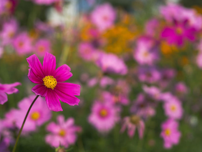 Close-up of fresh pink cosmos flowers blooming outdoors