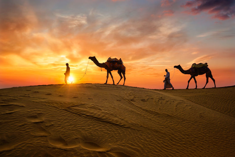 Silhouette men with camels walking at desert against orange sky