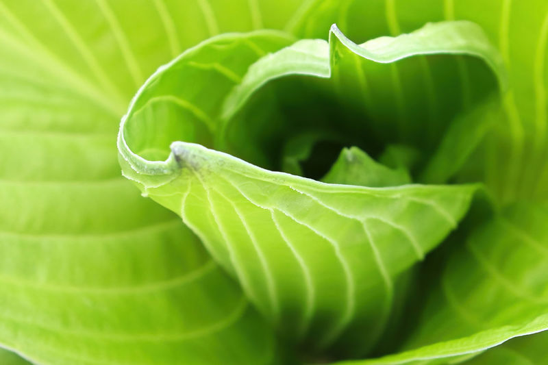 The center leaves in a green hosta plant