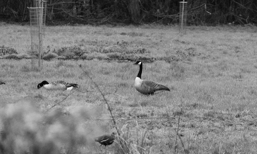 View of birds on field