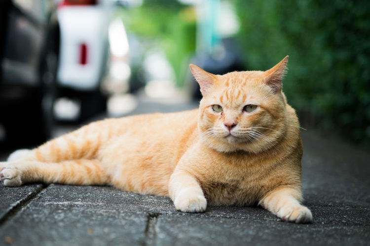 Portrait of ginger cat sitting on street