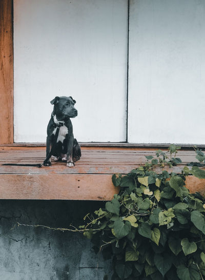 Portrait of dog sitting against plants