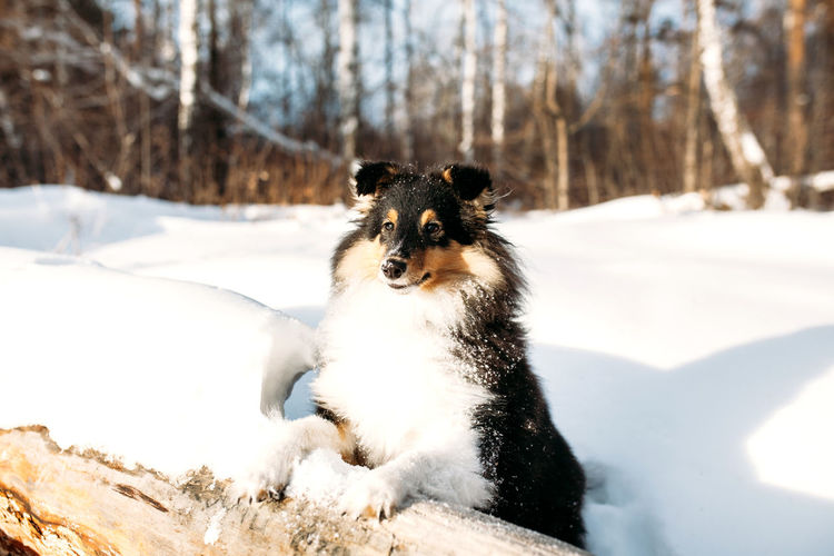 Portrait of white dog on snow covered land